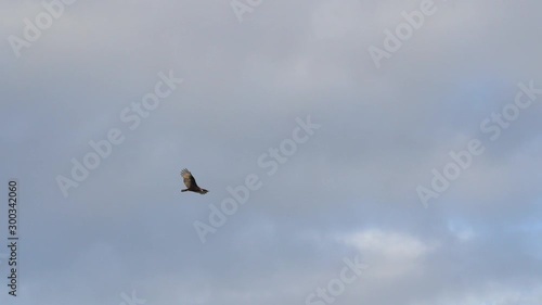Turkey Vultures Buzzards soaring over Sanibel Causeway