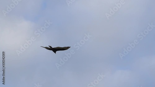 Turkey Vultures Buzzards soaring over Sanibel Causeway