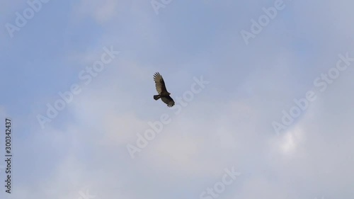 Turkey Vultures Buzzards soaring over Sanibel Causeway