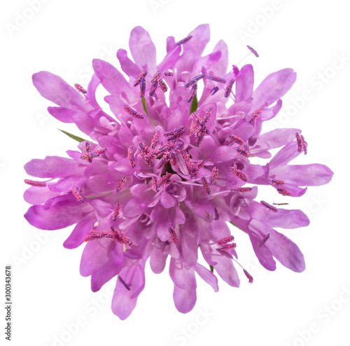 Field scabious photo