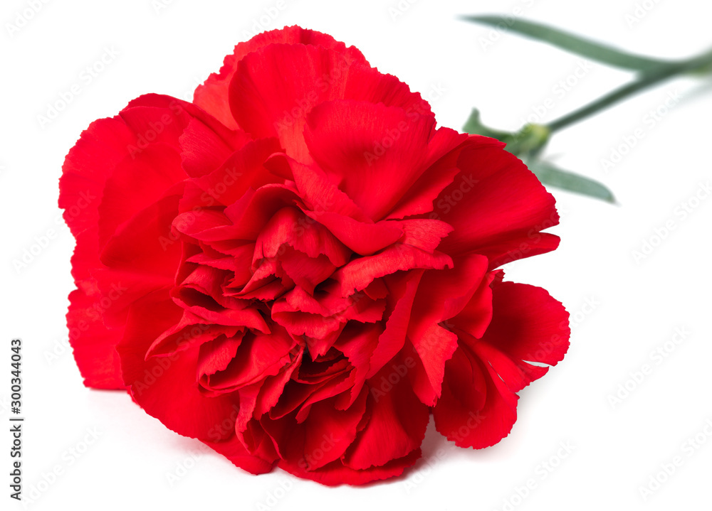 Red carnation Red carnation