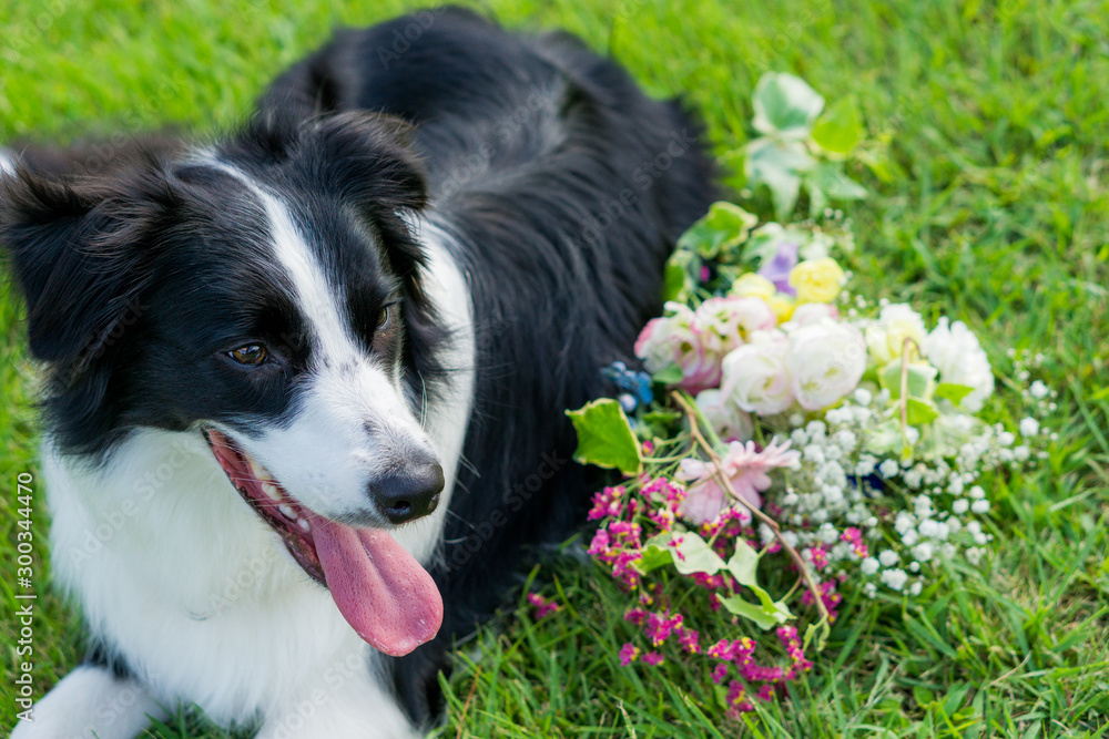 ボーダーコリー　犬　牧羊犬　シープドッグ　花