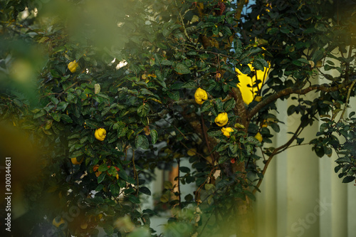 yellow ayava ripened hanging on trees