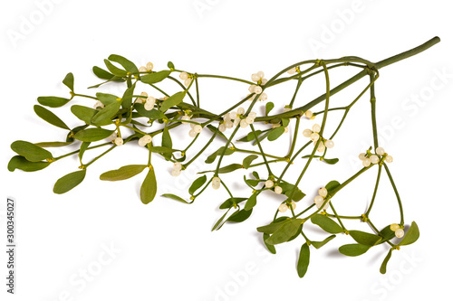 mistletoe