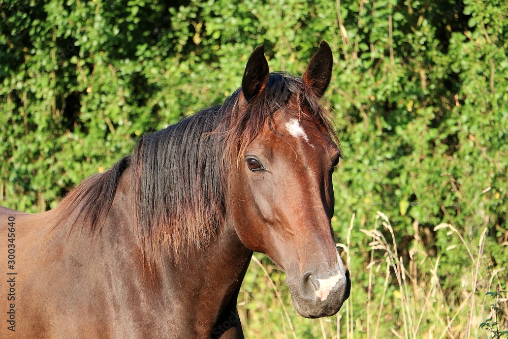 Obraz premium head portrait of a beautiful brown horse in the sunshine