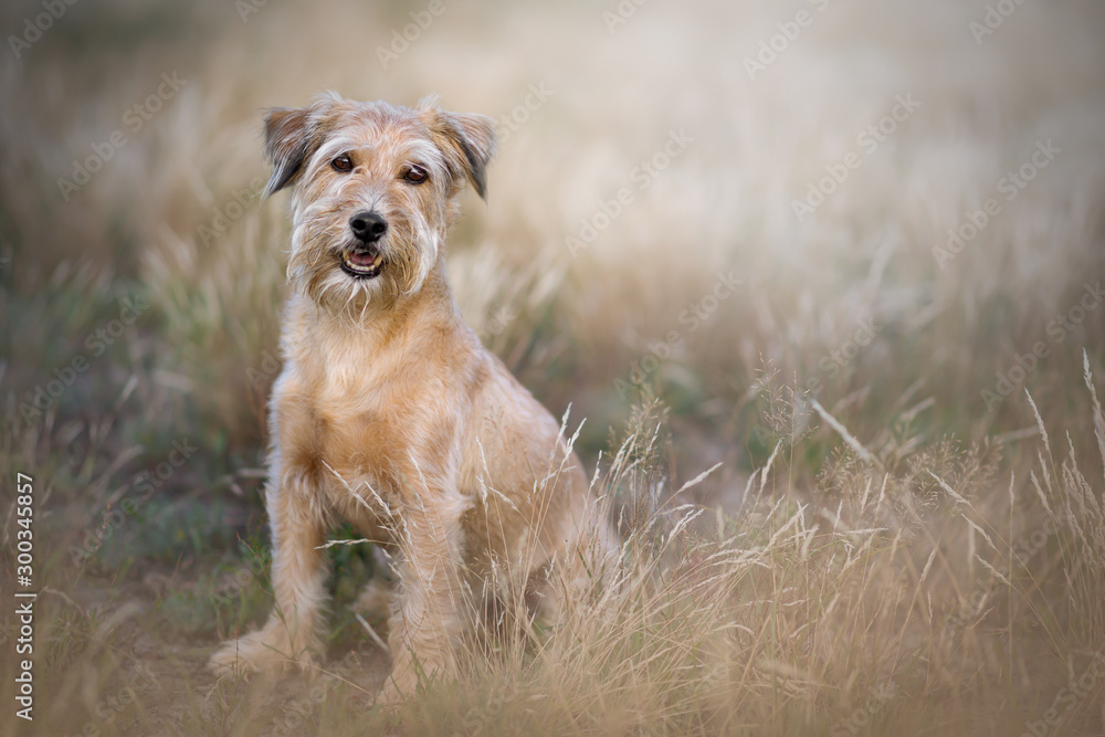 Portrait von einem Hund im Freien Portrait von einem Hund im Freien
