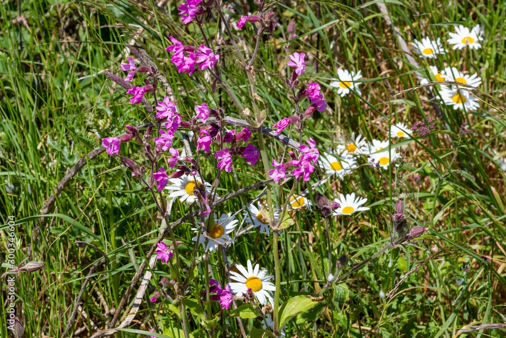 Fototapeta premium Spring flowers