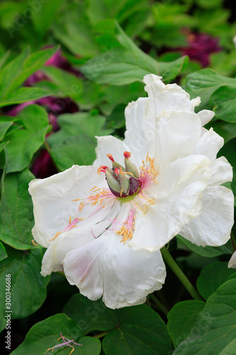 peony flowers