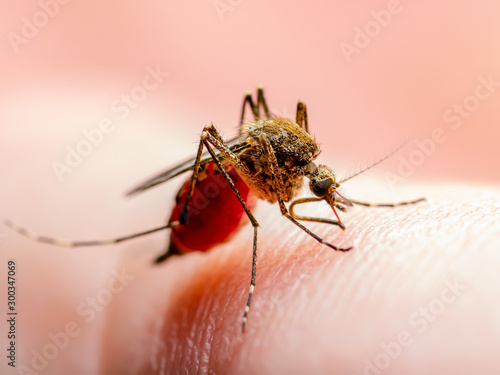 Dangerous Malaria Infected Mosquito Skin Bite. Leishmaniasis, Encephalitis, Yellow Fever, Dengue, Malaria Disease, Mayaro or Zika Virus Infectious Culex Mosquito Parasite Insect Macro. © nechaevkon