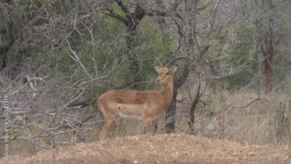 Alert male Impala antelope with large horns, looking straight at camera and scanning for danger Alert male Impala antelope with large horns, looking straight at camera and scanning for danger