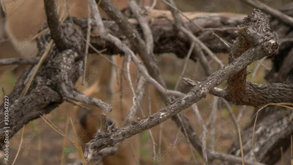 African antelope grazing behind thicket/branches, zoom soft focus African antelope grazing behind thicket/branches, zoom soft focus