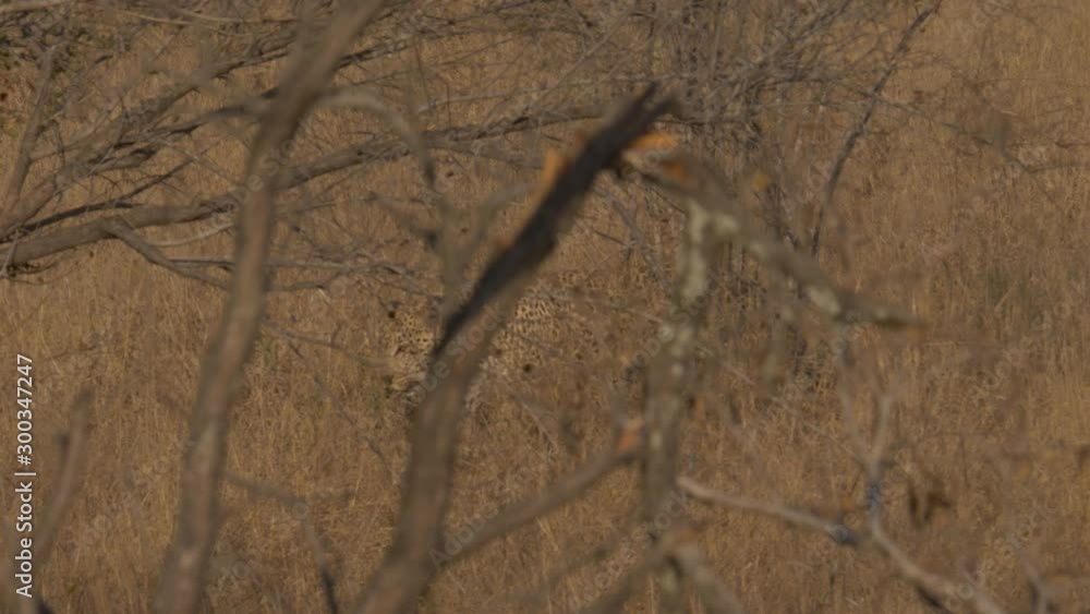 Wild leopard prowling through grassy savannah bushland, zooming in