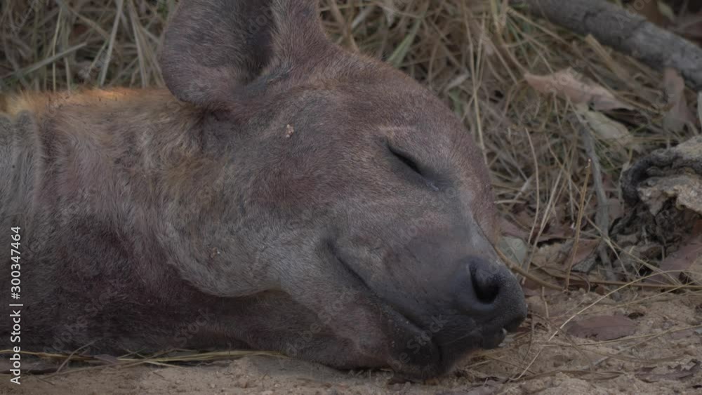 Close up of Hyenas face sleeping on ground, eyes closed Close up of Hyenas face sleeping on ground, eyes closed