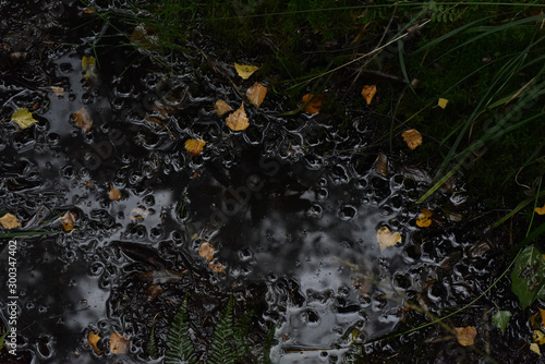 Pilze sammeln, Herbst, Tharandter Wald photo