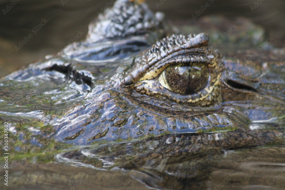 Obraz premium Alligator dans la mangrove