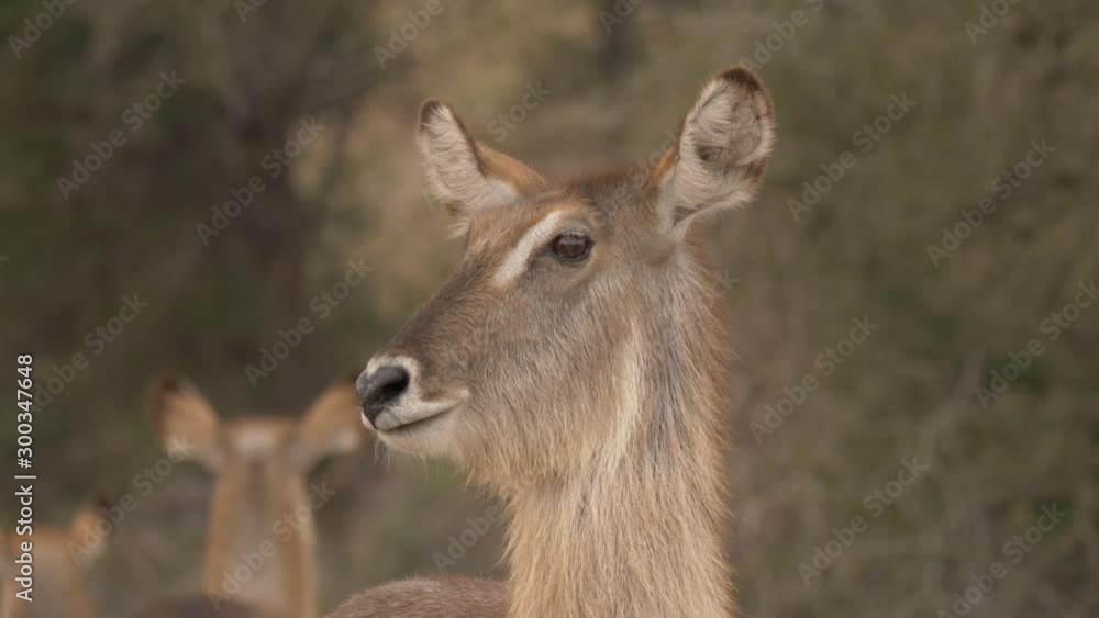 Front close up of hairy hornless African female waterbuck antelope Front close up of hairy hornless African female waterbuck antelope