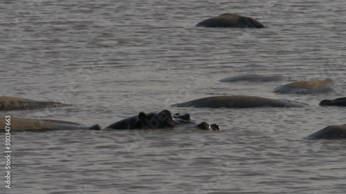 Herd of hippopotamuses in river, hippo calf and adult surface in centre, zoom medium shot photo