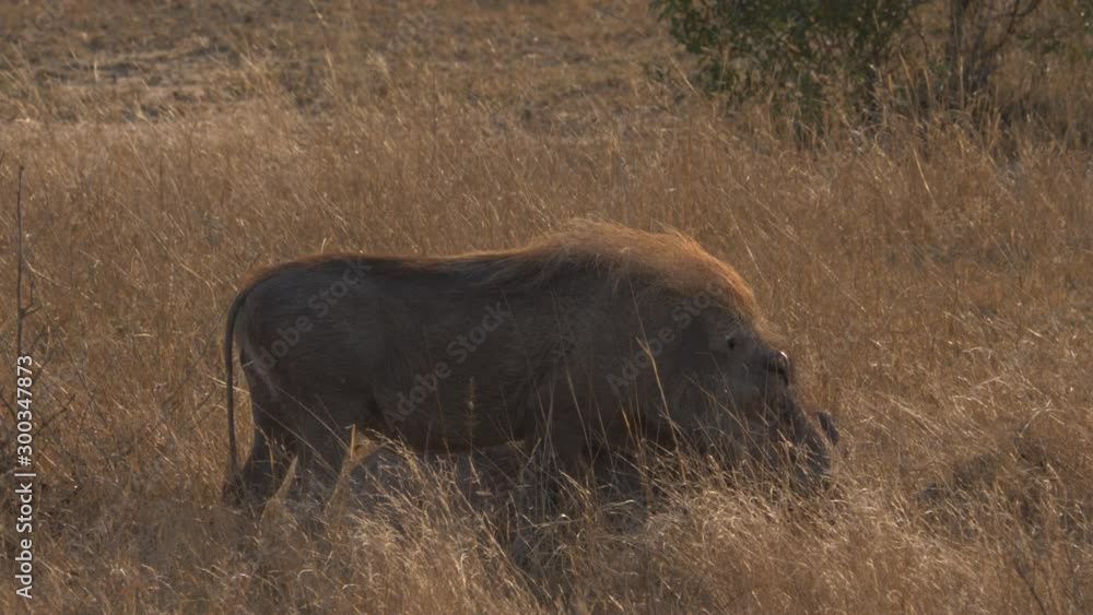Large African Warthogs lay down in savannah grassland, medium shot Large African Warthogs lay down in savannah grassland, medium shot
