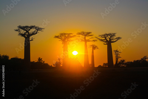 Baobab Alley against the Background of Sunset
