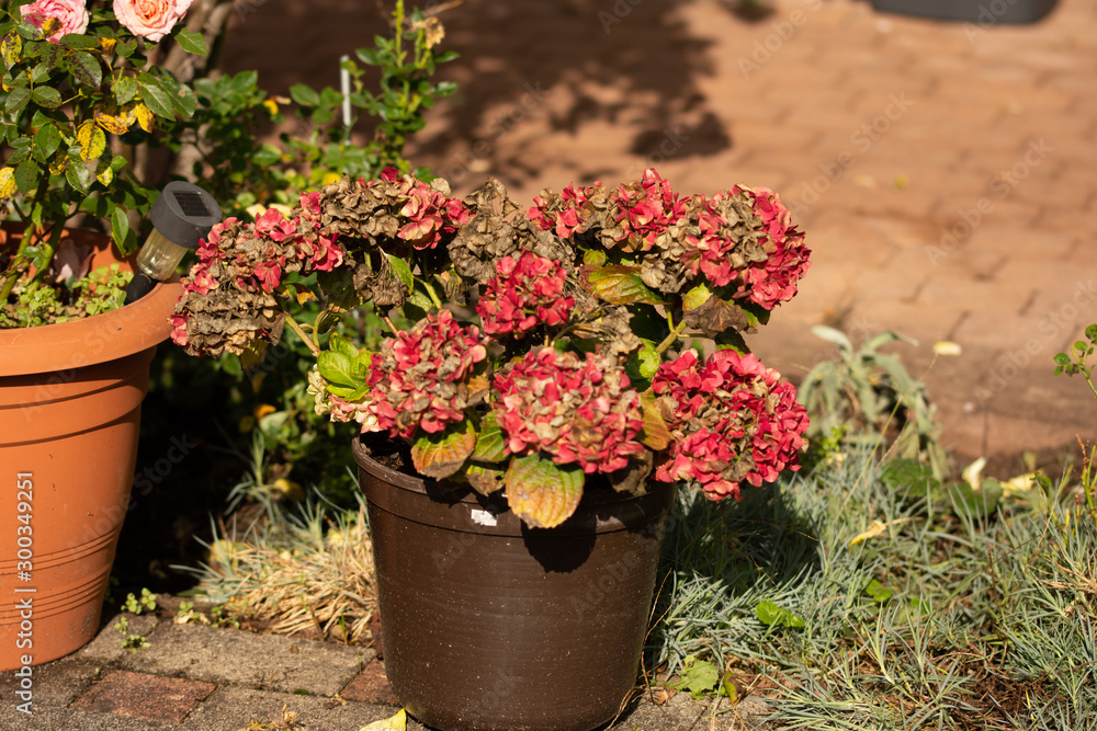 Hydrangea is pink, blue, lilac, violet, purple flowers are blooming in spring and summer Hydrangea is pink, blue, lilac, violet, purple flowers are blooming in spring and summer