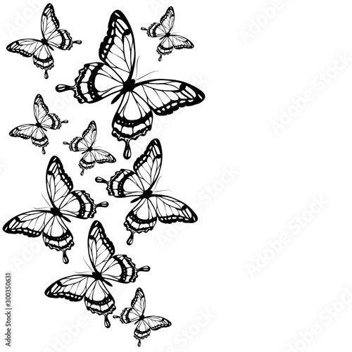 butterfly383
