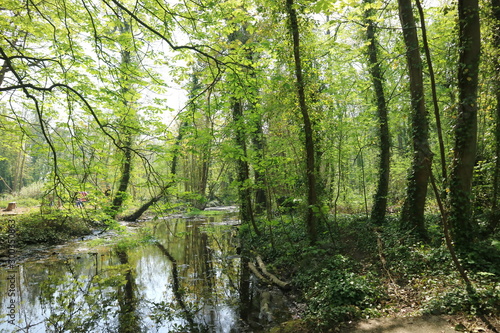 river in forest