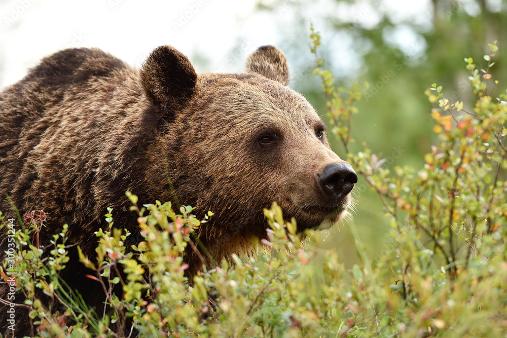brown bear face closeup. bear portrait. brown bear face closeup. bear portrait.