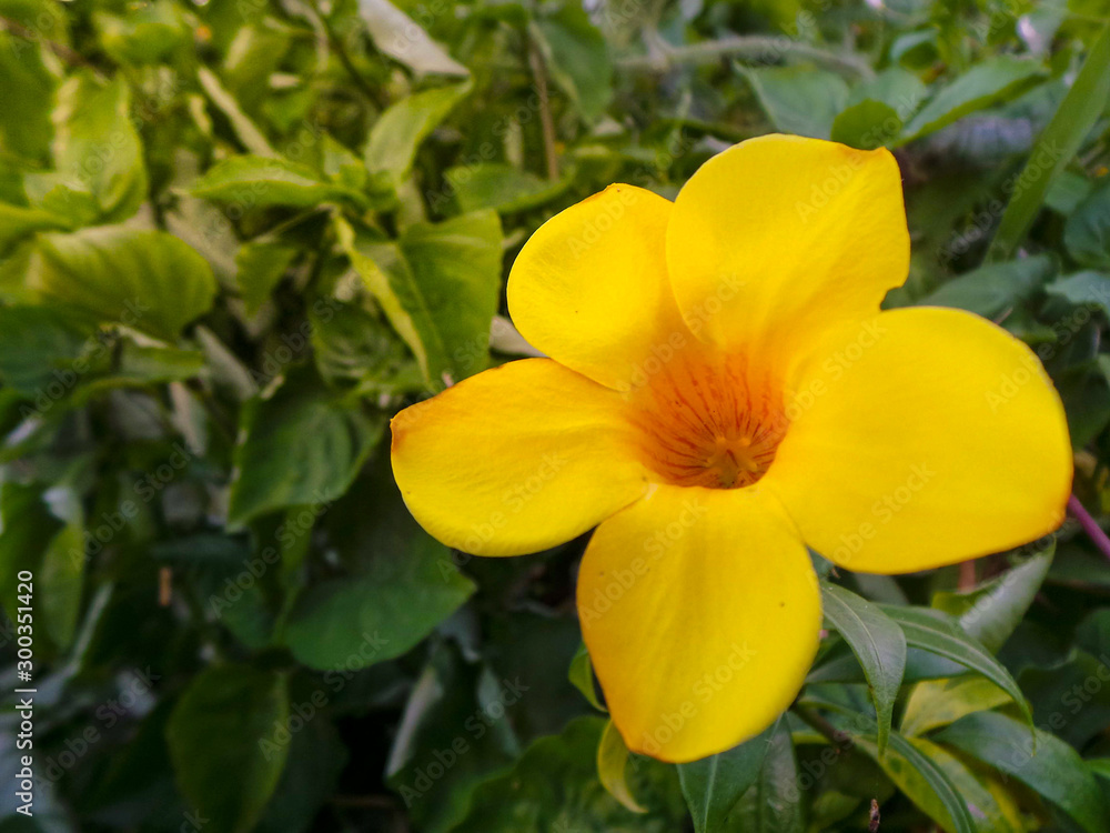 yellow flowers in the garden yellow flowers in the garden