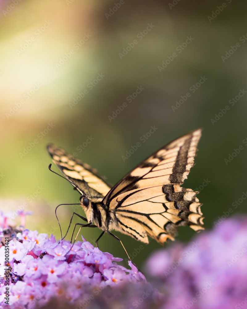 Close-up on swallowtail butterfly collecting nectar from Chinese butterfly bush. Shallow depth of field with soft background colour. Selective choice of focus. Close-up on swallowtail butterfly collecting nectar from Chinese butterfly bush. Shallow depth of field with soft background colour. Selective choice of focus.