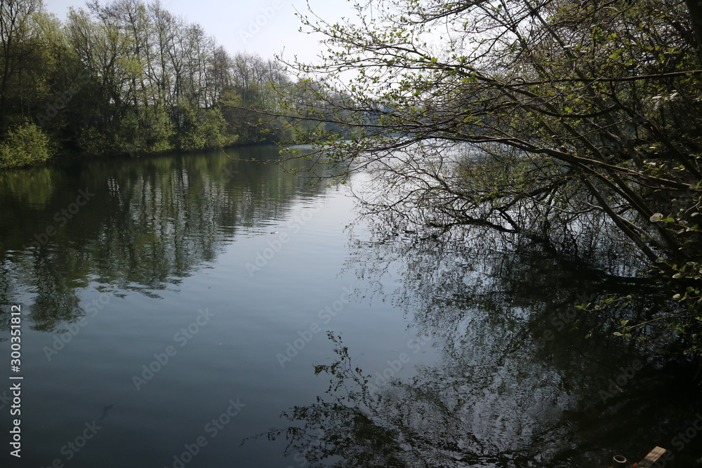 Fototapeta premium reflection of trees in water