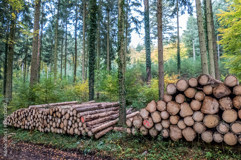 Frisch gefällte Baumstämme abfuhrbereit im Wald Frisch gefällte Baumstämme abfuhrbereit im Wald