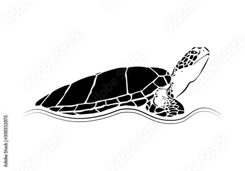 graphic sea turtle,vector illustration of sea turtle,vector of turtle design on a white background