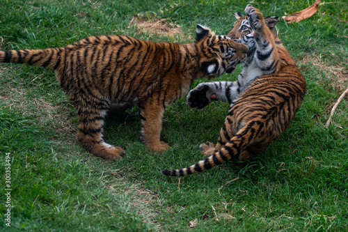 tiger cub playing in the jungle