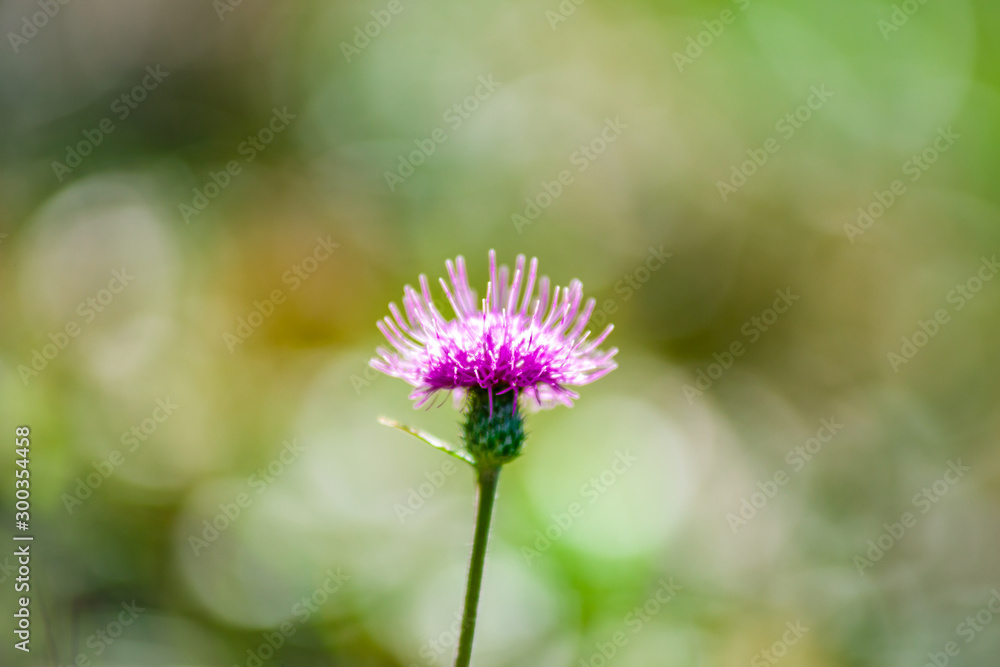 Obraz premium グリーンを背景にしたアザミの花