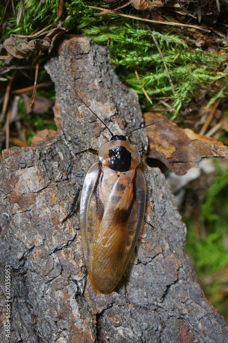 Photo of the giant cockroach Blaberus discoidalis on the bark of a tree and moss. photo