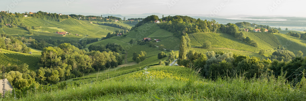 summer morning panorama over the vineyards of obegg at the Südsteierische Weinstrasse