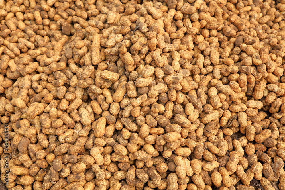Peanut fruit