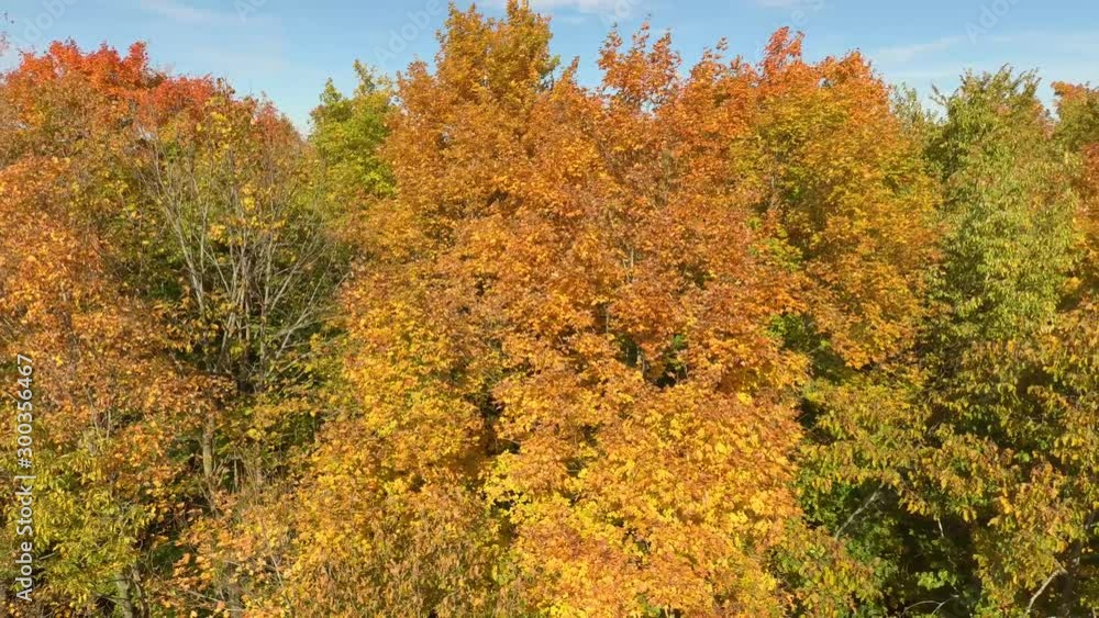 Wind shaking the colored leaves of trees on clear day viewed by drone Wind shaking the colored leaves of trees on clear day viewed by drone