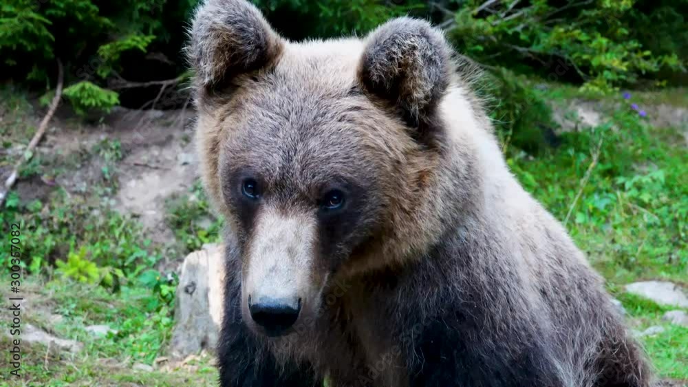 Portrait of a brown bear in the wild. Portrait of a brown bear in the wild.