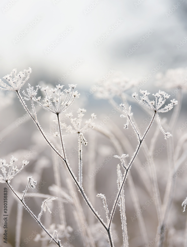 delicate dried flowers in the frost. Soft gentle morning light in the haze. Very soft focus. delicate dried flowers in the frost. Soft gentle morning light in the haze. Very soft focus.