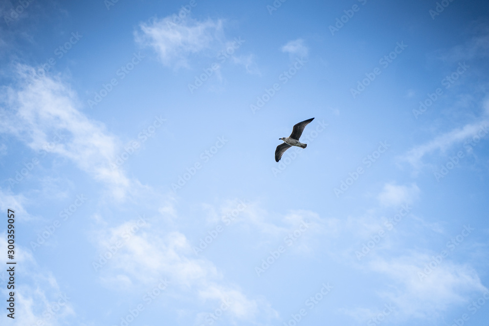 Seemöwe fliegt - sea gull flying