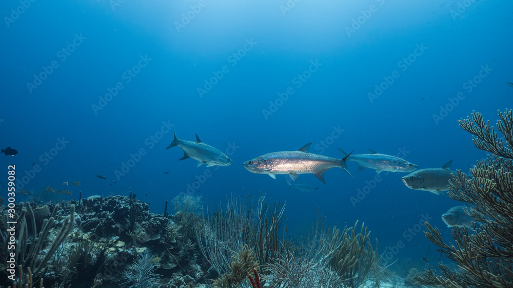 Seascape of coral reef in the Caribbean Sea around Curacao with Tarpon fish, coral and sponge