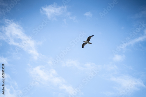 Seem  we fliegt - sea gull flying