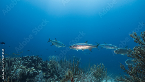 Seascape of coral reef in the Caribbean Sea around Curacao with Tarpon fish, coral and sponge