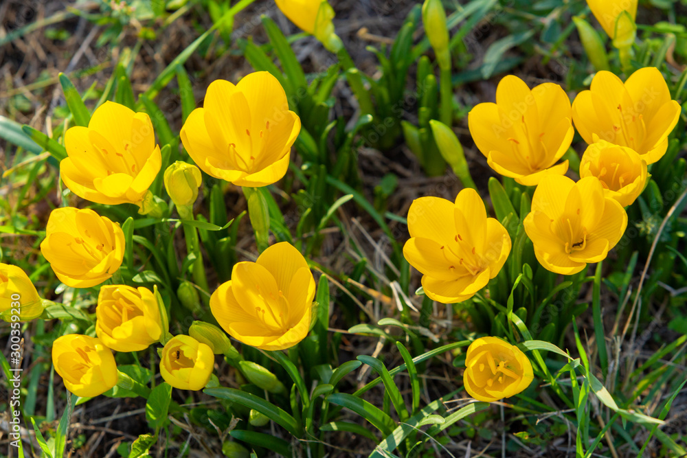 Obraz premium yellow crocuses bloom in autumn