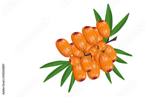 Sea buckthorn isolated on the white. Concept of realistic image of medical plants, herbs. Designed to create package of health, beauty natural products. Great for label, poster, print. Vector illustra