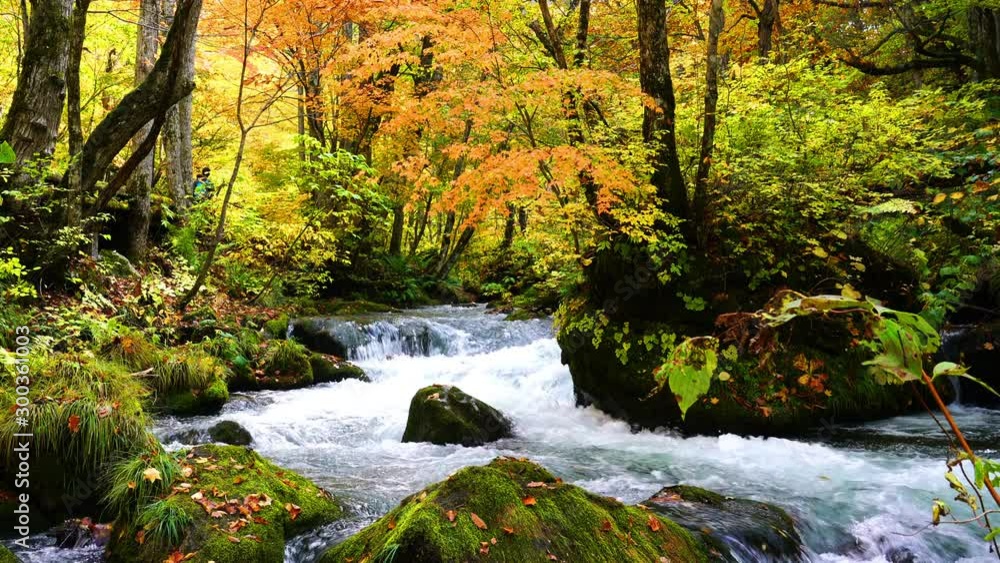 View of Oirase mountain stream at Aomori, Japan iwith the brilliant shades of red, orange, yellow and green foliage in autumn season View of Oirase mountain stream at Aomori, Japan iwith the brilliant shades of red, orange, yellow and green foliage in autumn season