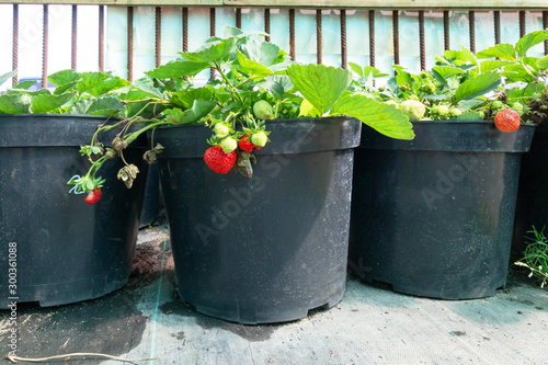 Strawberry seedlings in black, plastic pots with ripe red berries grow and are sold in the nursery.