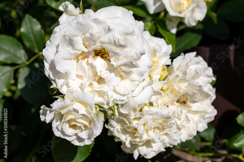 White roses flowers on the branch in the garden