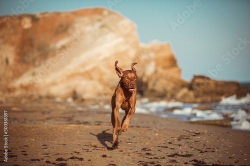 red dog vizsla running seashore